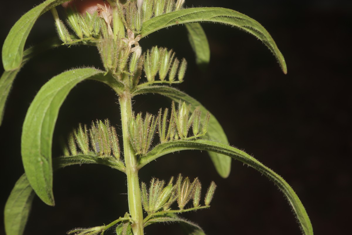 Andrographis echioides (L.) Nees